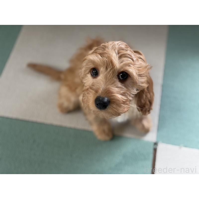 販売中の福岡県のキャバプー:キャバリア×トイプードル-431063の10枚目