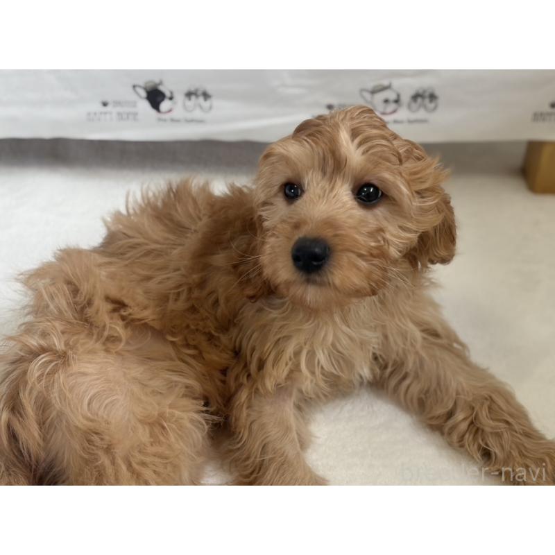 販売中の福岡県のキャバプー:キャバリア×トイプードル-431063の9枚目