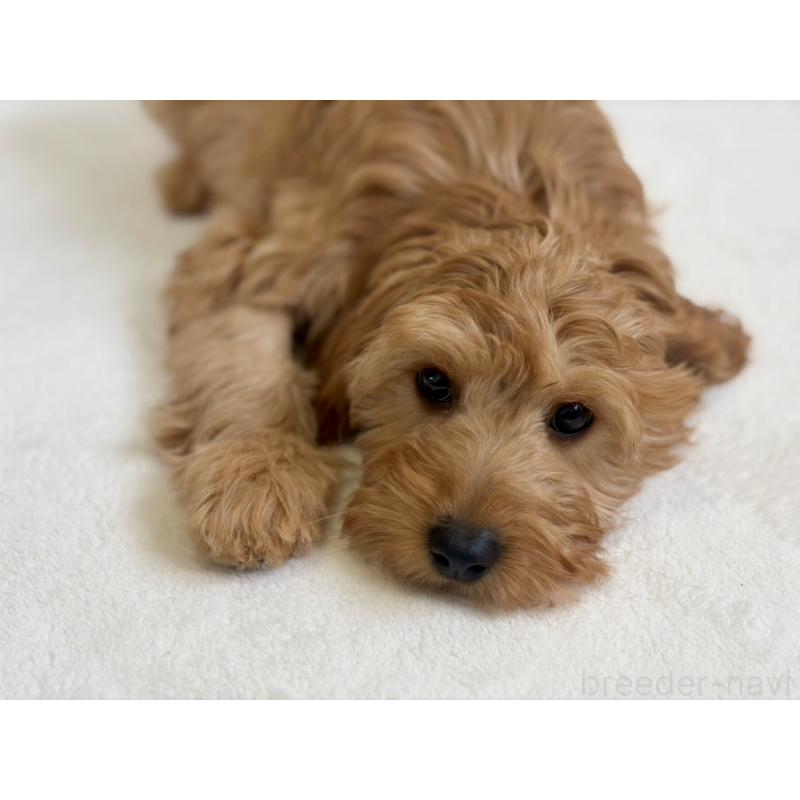 販売中の福岡県のキャバプー:キャバリア×トイプードル-431063の8枚目