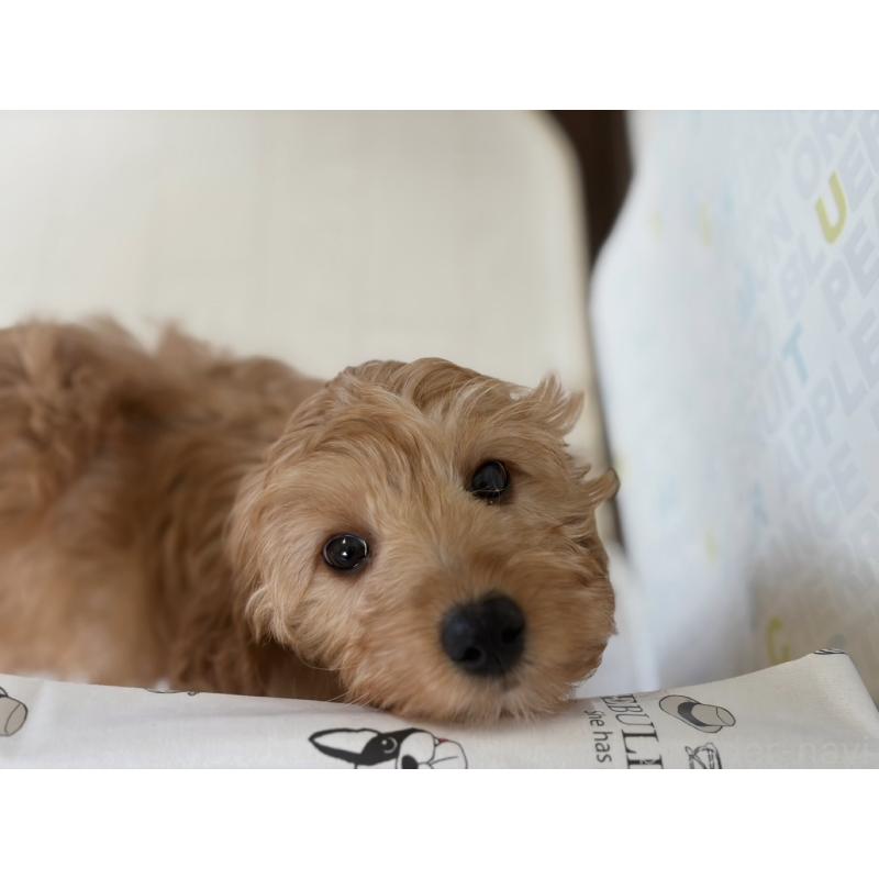 販売中の福岡県のキャバプー:キャバリア×トイプードル-431063の7枚目