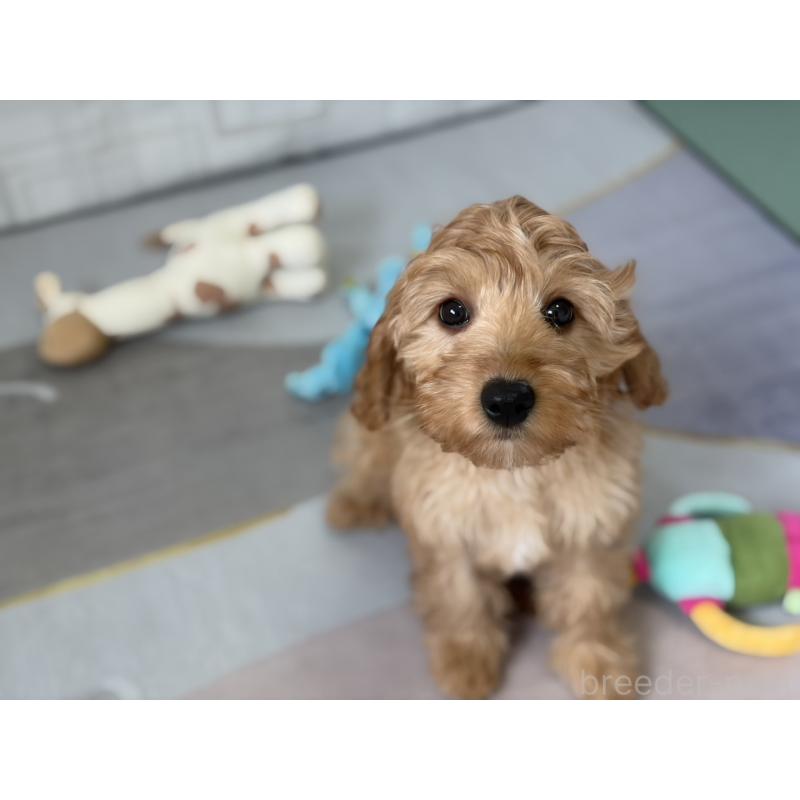 販売中の福岡県のキャバプー:キャバリア×トイプードル-431063の6枚目