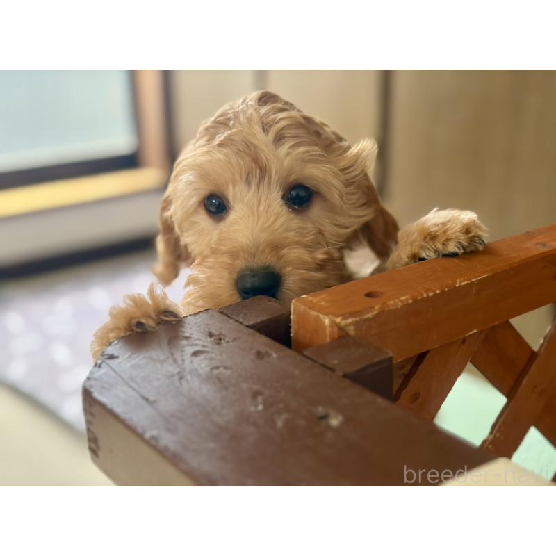 販売中の福岡県のキャバプー:キャバリア×トイプードル-431063の5枚目