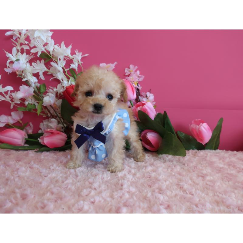 販売中の鹿児島県のティーカッププードル-449137