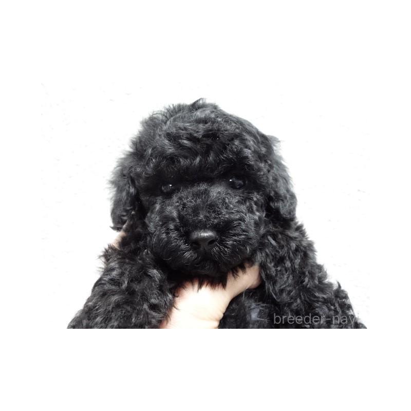 販売中の大阪府のタイニープードル-452092の5枚目