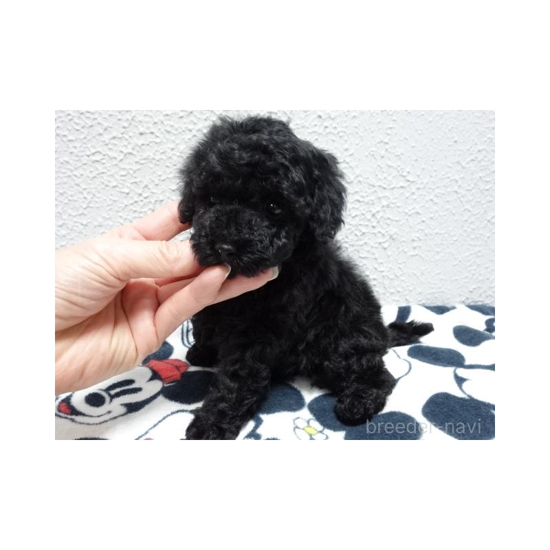 販売中の大阪府のタイニープードル-452092の4枚目