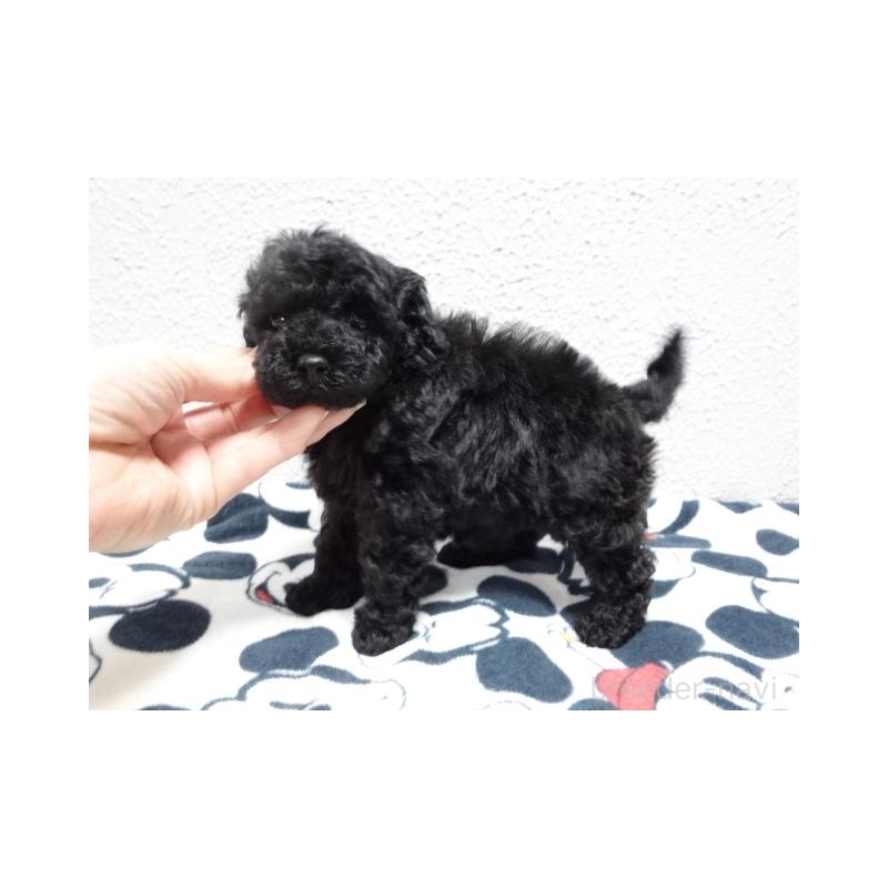 販売中の大阪府のタイニープードル-452092の3枚目