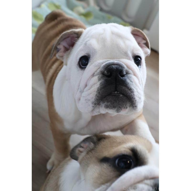 販売中の岡山県のブルドッグ-452093の6枚目