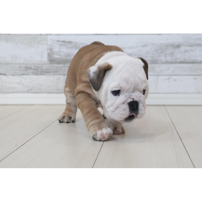 販売中の岡山県のブルドッグ-452093の2枚目