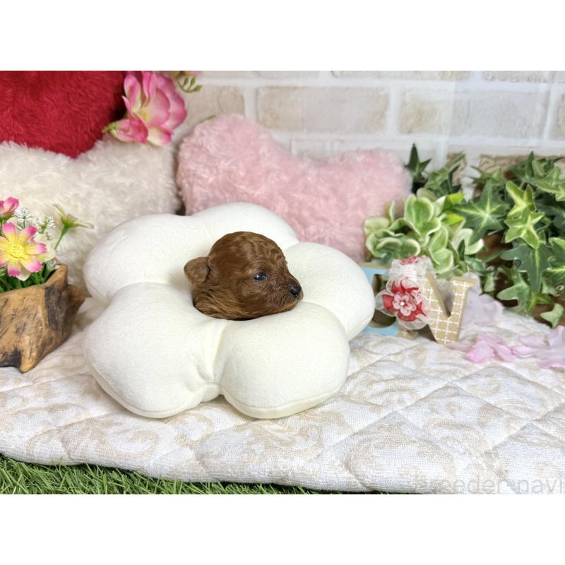 販売中の愛知県のトイプードル-452094の4枚目
