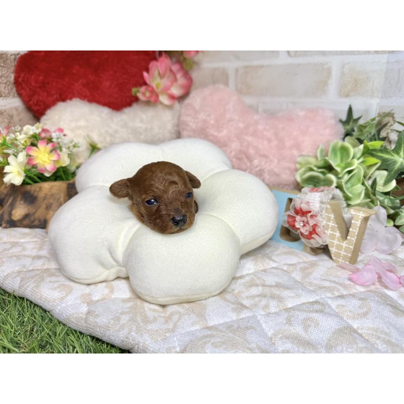 販売中の愛知県のトイプードル-452094の3枚目