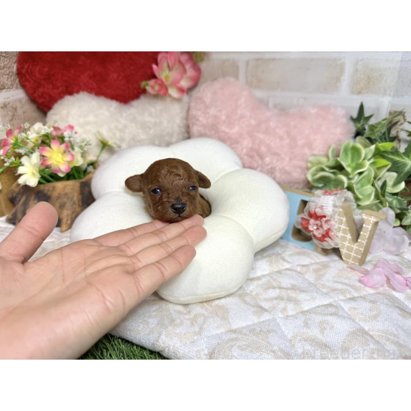 販売中の愛知県のトイプードル-452094の2枚目