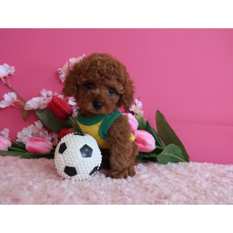 販売中の鹿児島県のティーカッププードル-449134