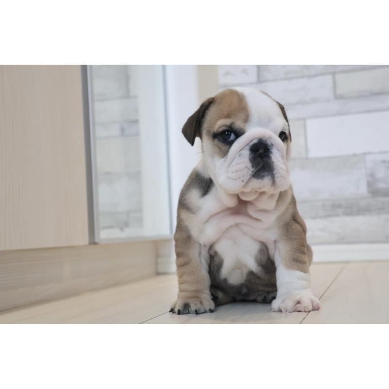 販売中の岡山県のブルドッグ-452095の7枚目