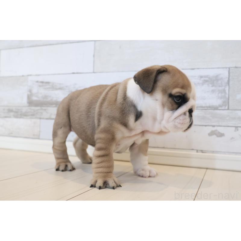 販売中の岡山県のブルドッグ-452095の6枚目