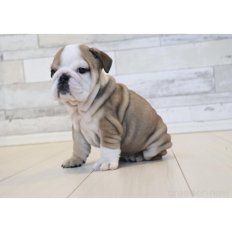 販売中の岡山県のブルドッグ-452095の4枚目