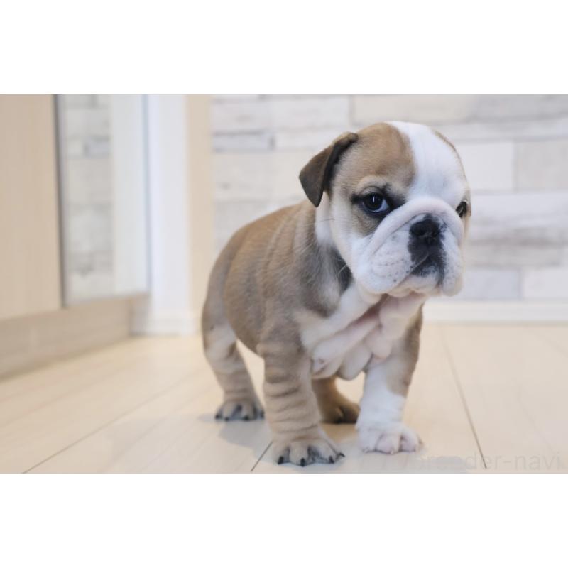 販売中の岡山県のブルドッグ-452095の3枚目