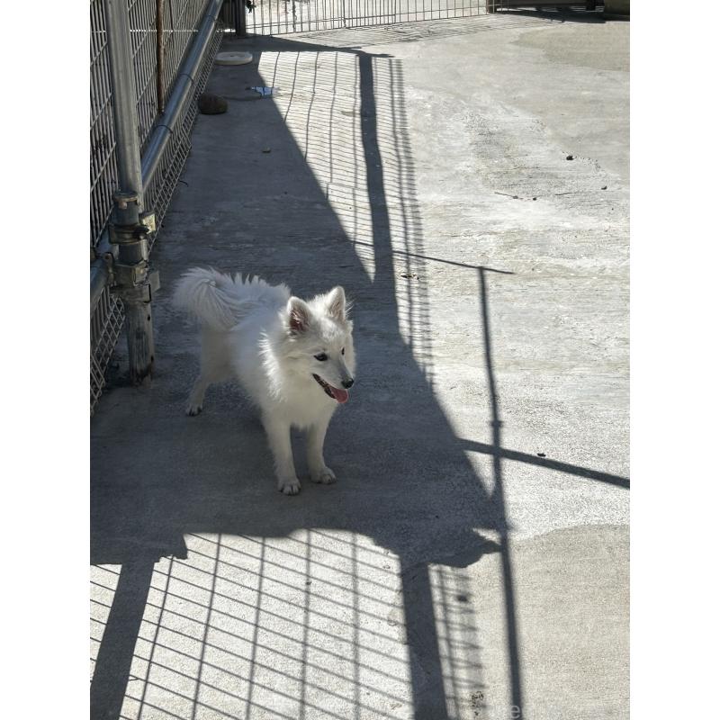 販売中の愛知県の日本スピッツ-427264の4枚目