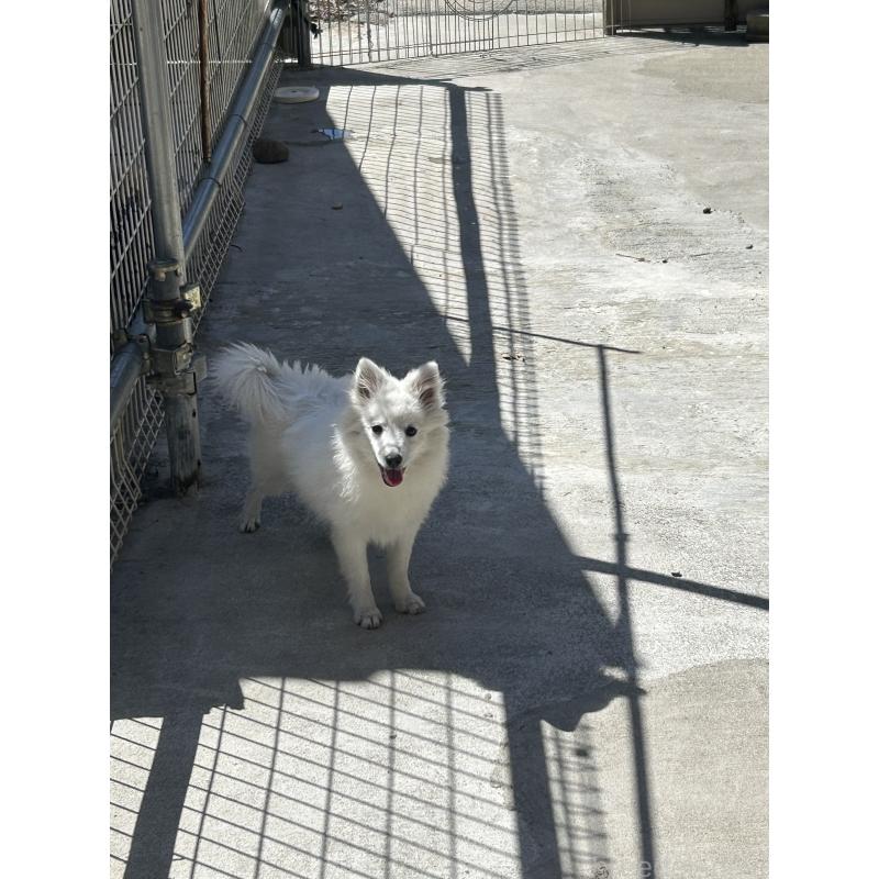 販売中の愛知県の日本スピッツ-427264