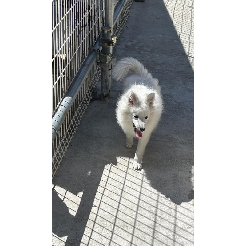 販売中の愛知県の日本スピッツ-427264の3枚目