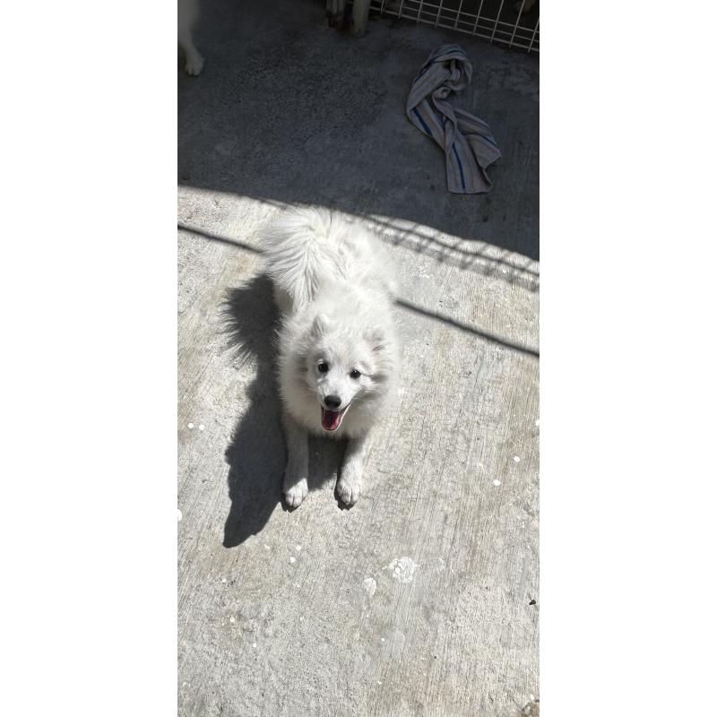 販売中の愛知県の日本スピッツ-427264の2枚目