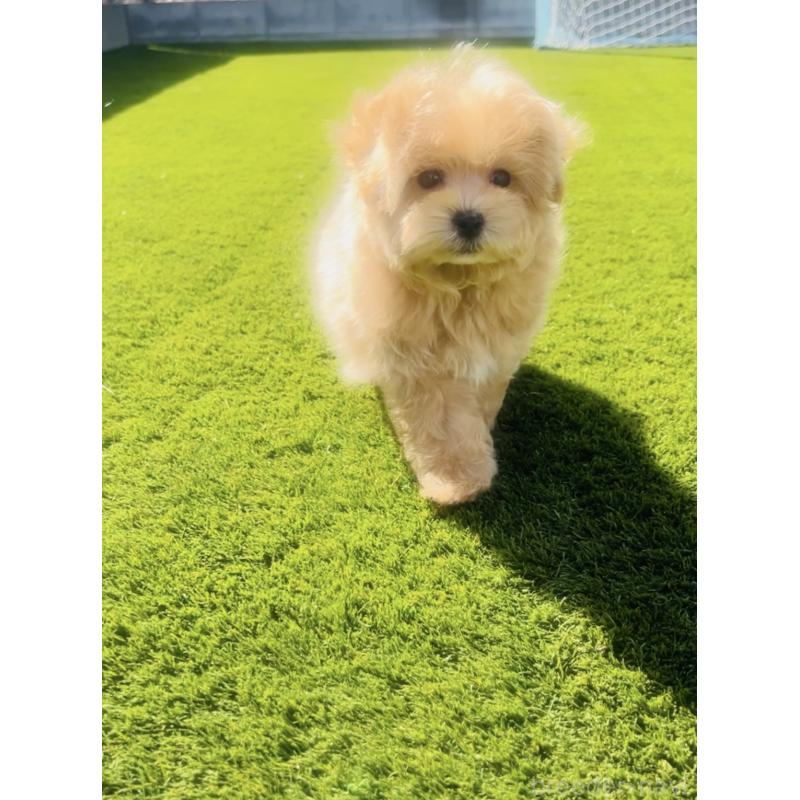 販売中の福岡県のミックス犬-445788の6枚目