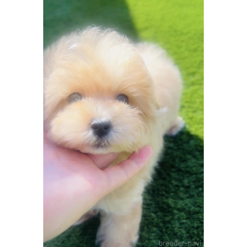 販売中の福岡県のミックス犬-445788の5枚目