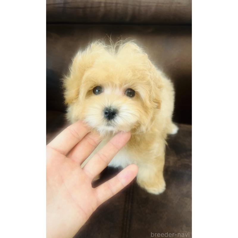 販売中の福岡県のミックス犬-445788の4枚目