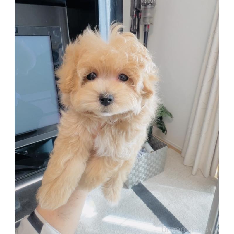 販売中の福岡県のミックス犬-445788の3枚目