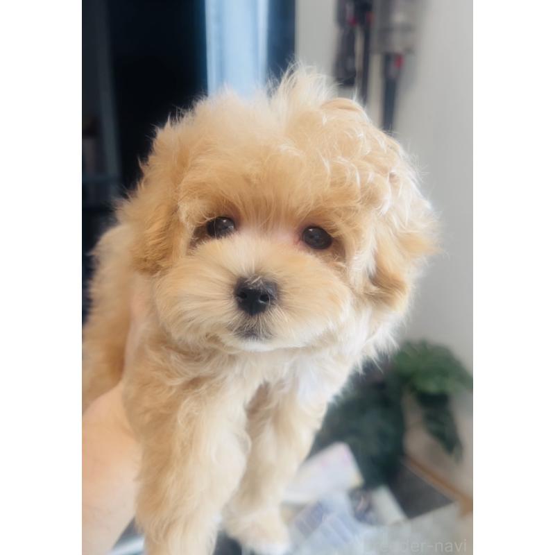 販売中の福岡県のミックス犬-445788の2枚目