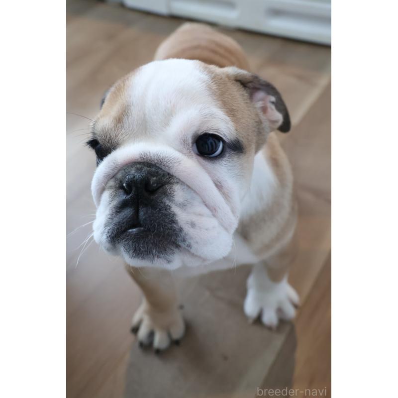 販売中の岡山県のブルドッグ-452095の2枚目