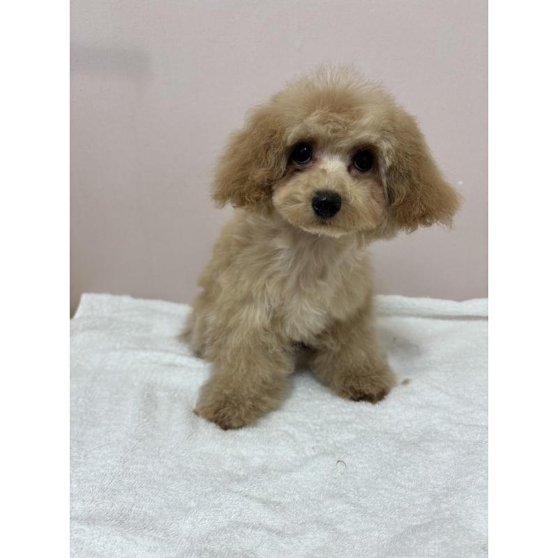 販売中の秋田県のタイニープードル-435872の4枚目