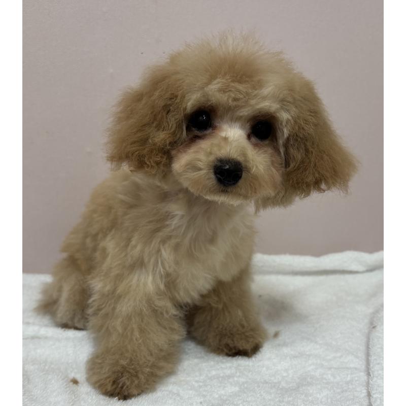 販売中の秋田県のタイニープードル-435872の3枚目