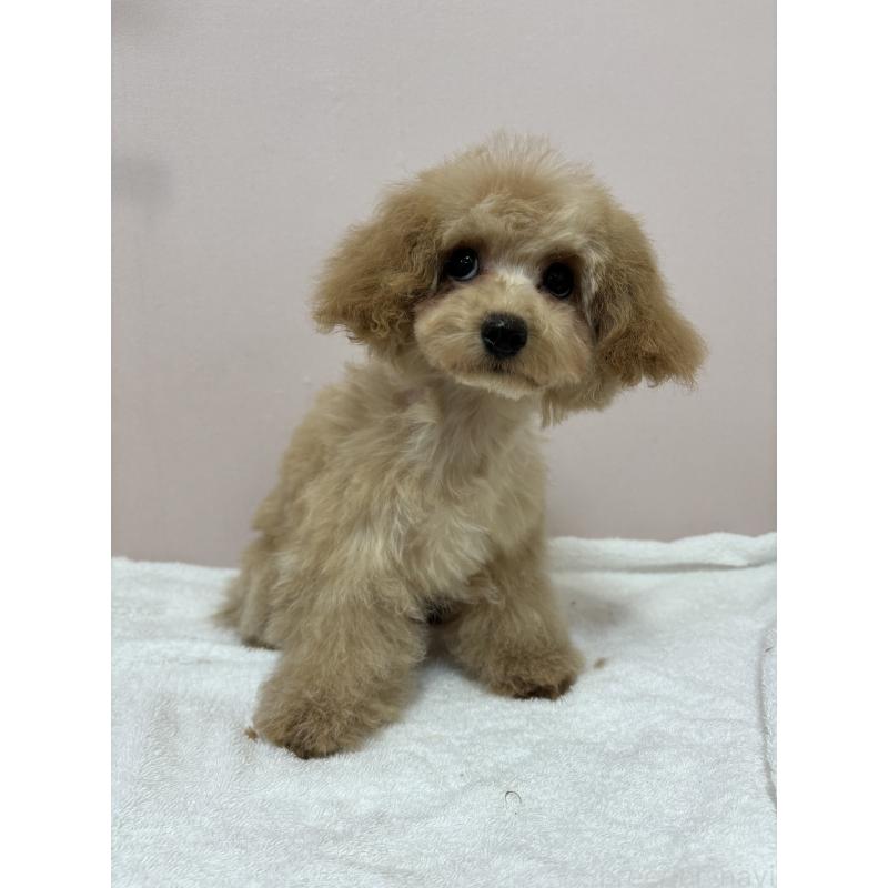 販売中の秋田県のタイニープードル-435872の2枚目