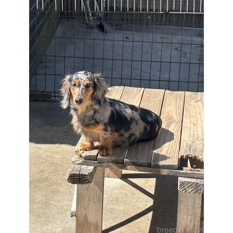 犬舎紹介の愛知県の犬舎紹介-4784の3枚目