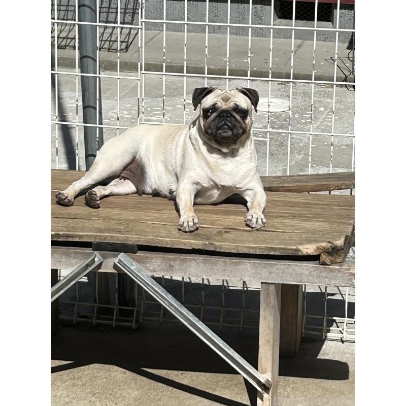 犬舎紹介の愛知県の犬舎紹介-4784の4枚目