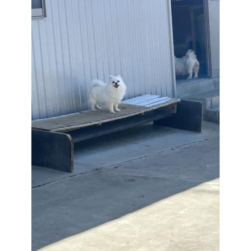 犬舎紹介の愛知県の犬舎紹介-4784の5枚目