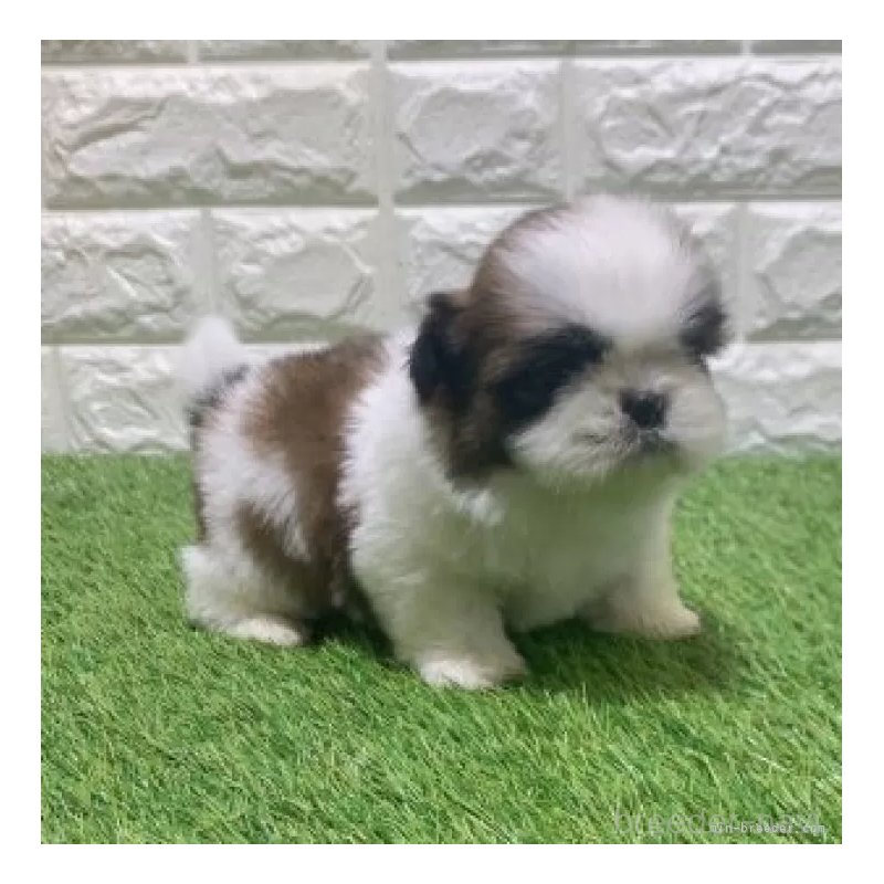 販売中の愛知県のシーズー-452097の5枚目