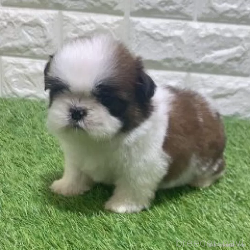 販売中の愛知県のシーズー-452097の4枚目