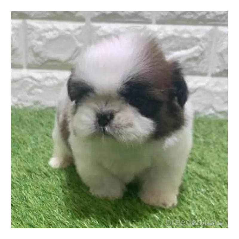 販売中の愛知県のシーズー-452097の3枚目