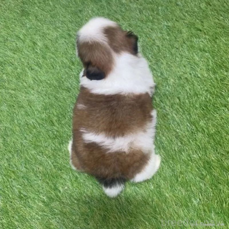 販売中の愛知県のシーズー-452097の2枚目