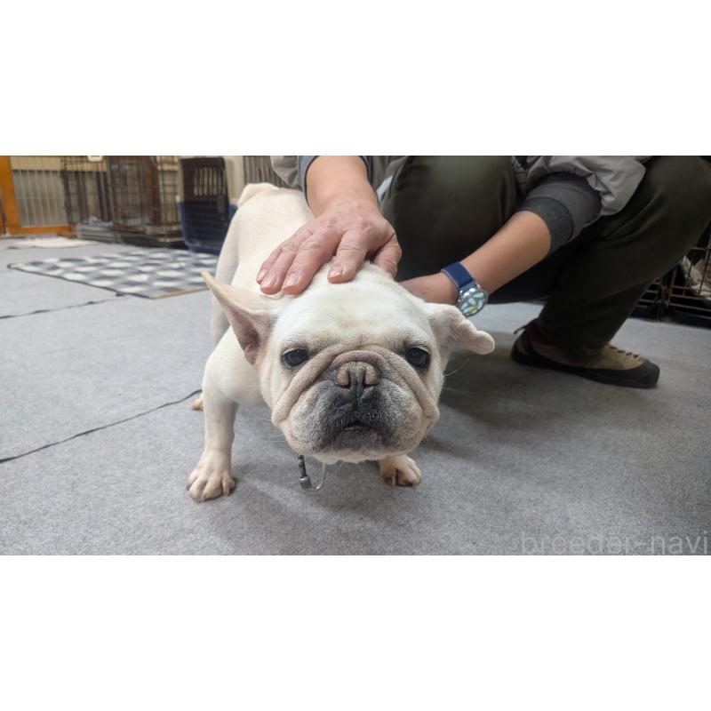 販売中の熊本県のフレンチブルドッグ-414998の3枚目