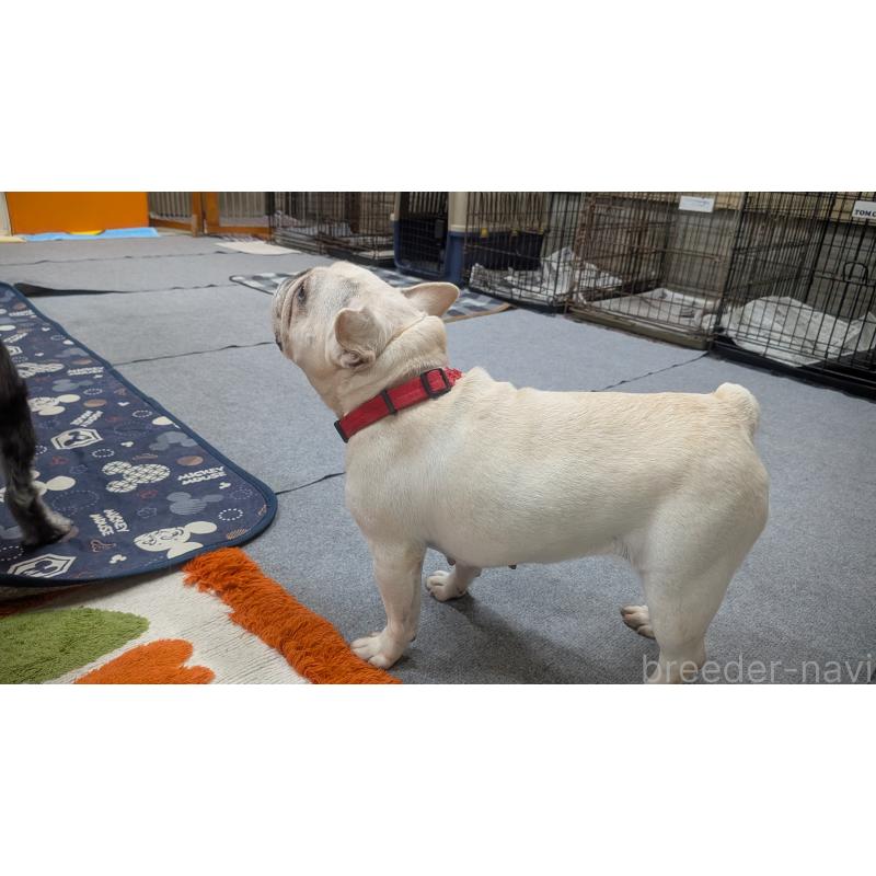販売中の熊本県のフレンチブルドッグ-414998の2枚目