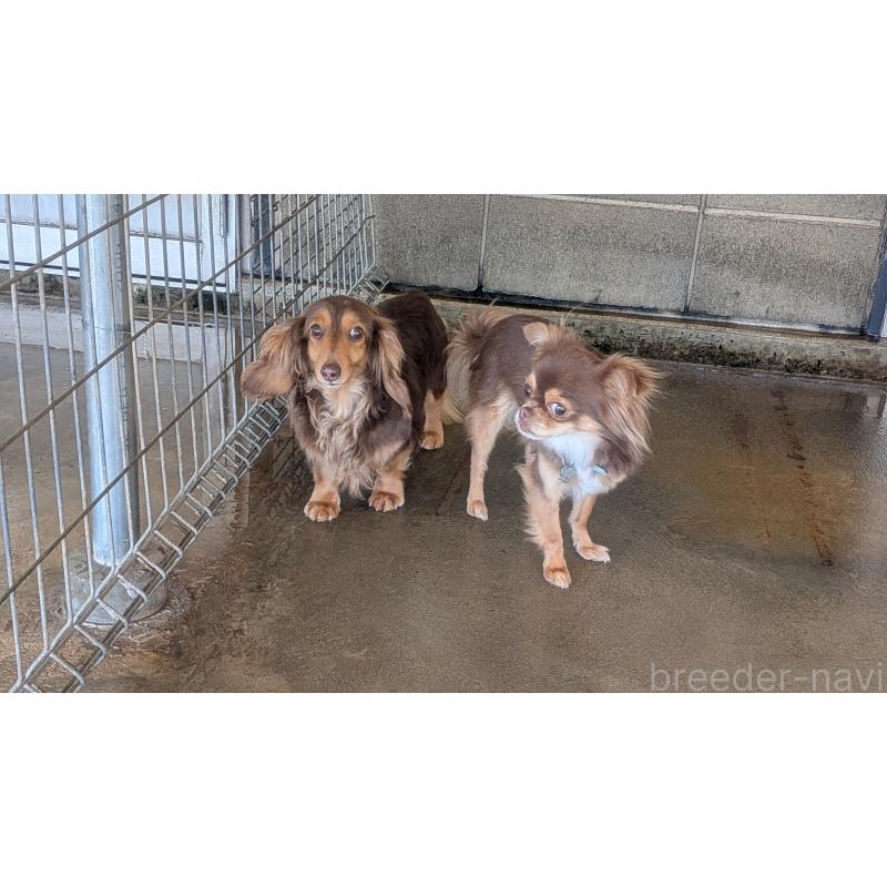 商談中の熊本県のミニチュアダックスフンド(ロングヘアード)-435025の2枚目