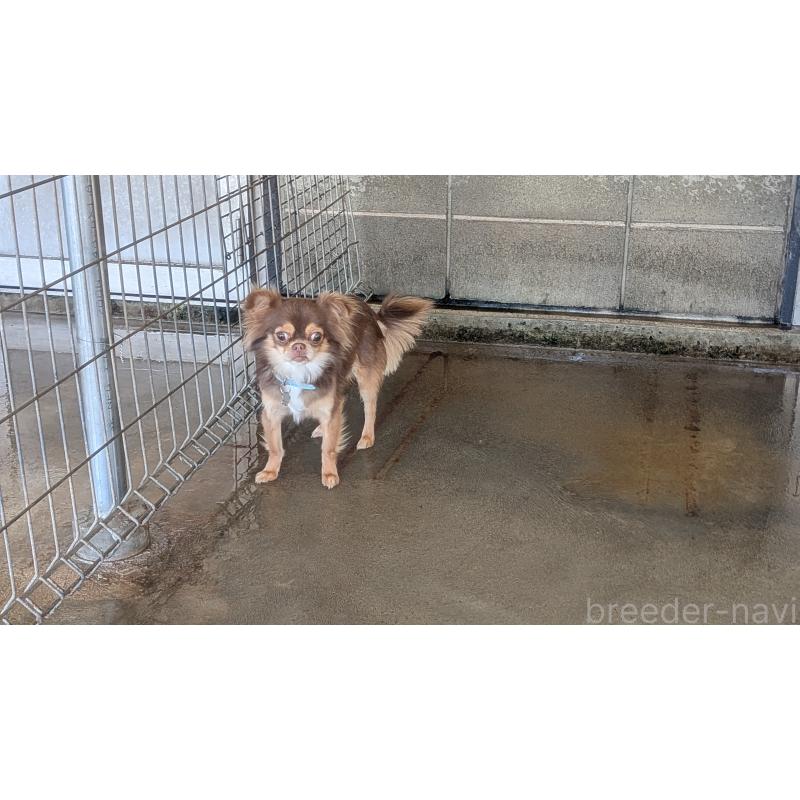 販売中の熊本県のチワワ(ロングコート)-443872の4枚目