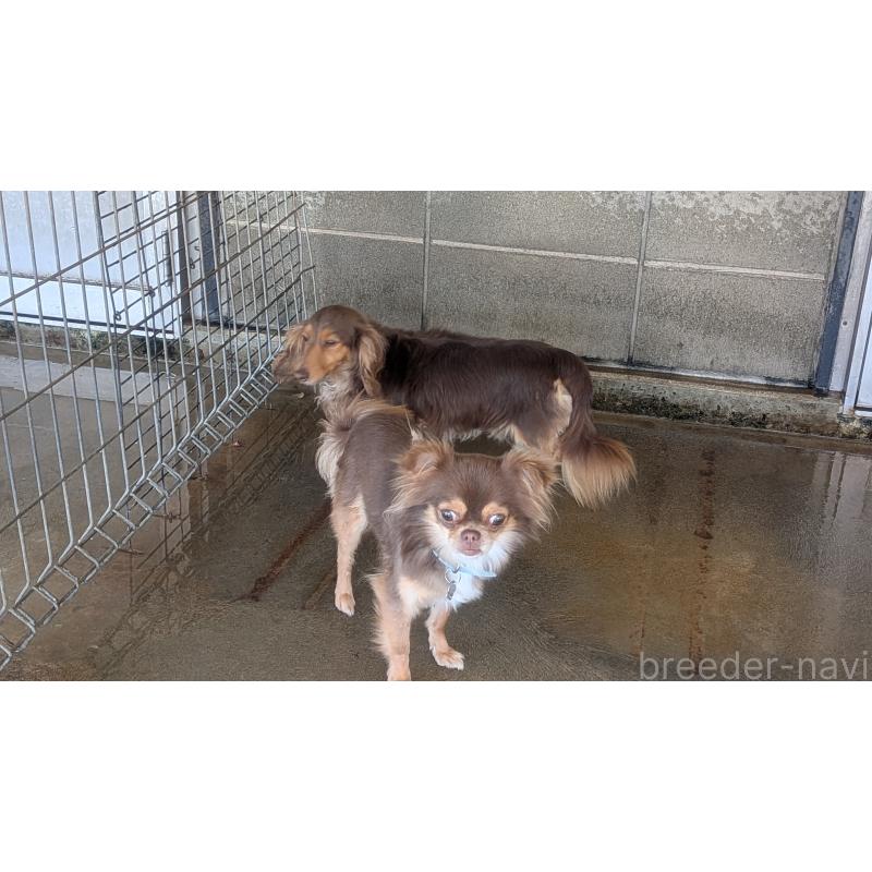 販売中の熊本県のチワワ(ロングコート)-443872の3枚目