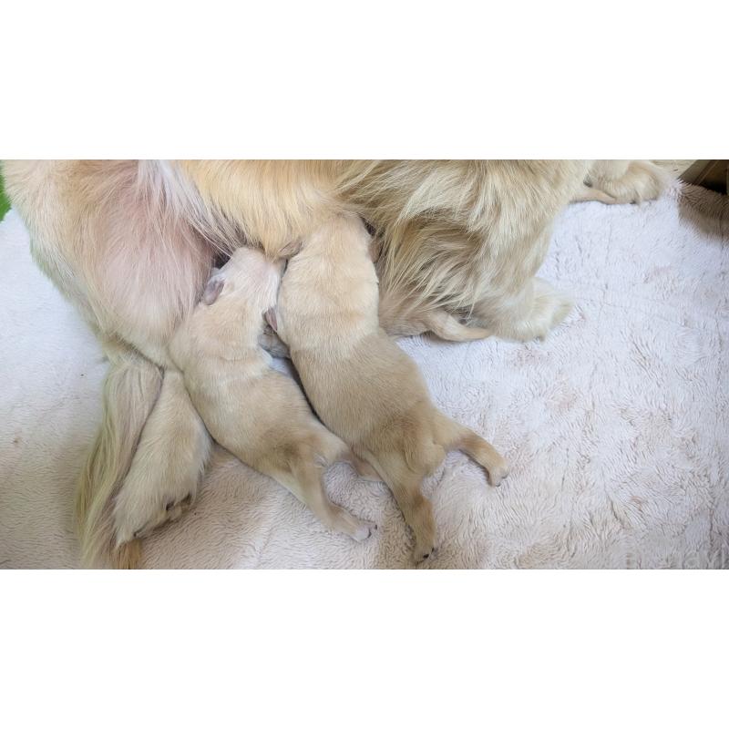 販売中の熊本県のゴールデンレトリーバー-452098の3枚目