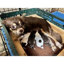 チワワ(ロングコート)の子犬