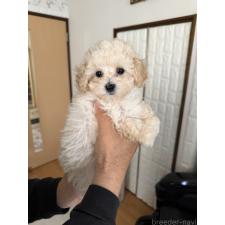 ♀︎タイニープードル