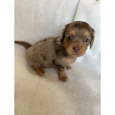 ♀︎チワックス:チワワ×ミニチュアダックスフンド