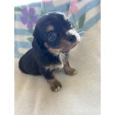 ♀︎チワックス:チワワ×ミニチュアダックスフンド